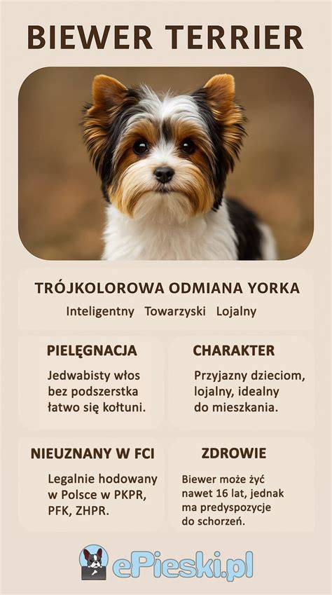 infografika_povaha_a_vyska_yorkshire_teriera