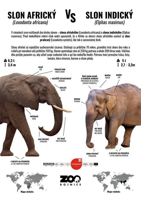 Infografika: Rozdiel medzi zoofíliou a sodomiou, dopady na zvieratá a právny rámec
