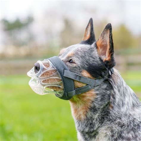 Pes s náhubkom počas tréningu