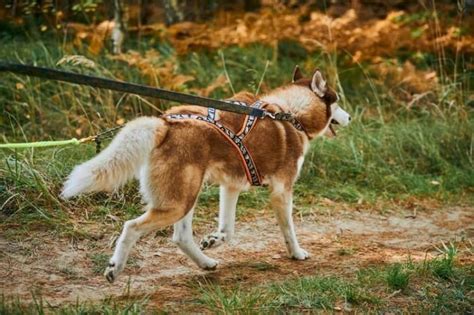 Pes a majiteľ v interakcii počas tréningu poslušnosti