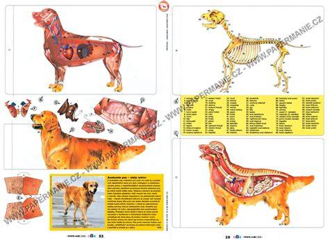 Infografika znázorňujúca anatomické časti hrudnej dutiny psa