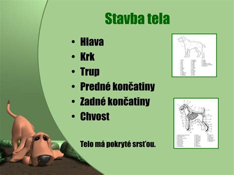 Infografika: Základná stavba psa (hlava, krk, trup, končatiny, chvost)