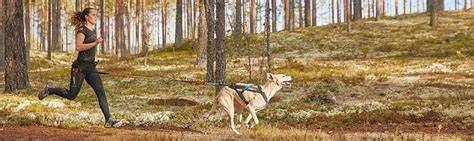 obrázok: canicross s huskym v zime