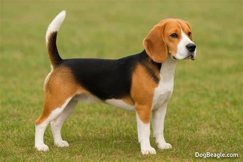 Beagle charakteristiky: veľké oči, dlhé uši, krátka srsť a trifarebná variácia