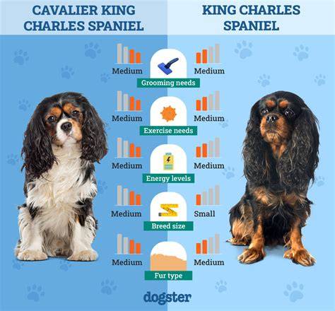 Infografika: Vzorové farebné varianty Cavalier King Charles Spaniel