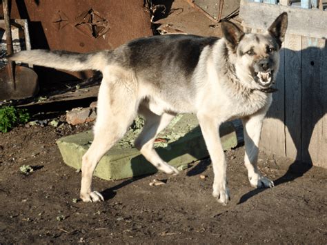 Pes vrčiaci na človeka