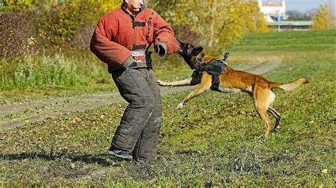 Obrana pred útočiacim psom