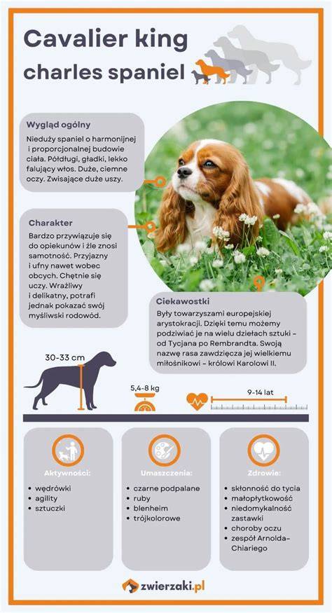 Infografika o vzhľade Cavalier King Charles španiela a ich farebných vzoroch: Blenheim, Trikolor, Ruby, Black & Tan