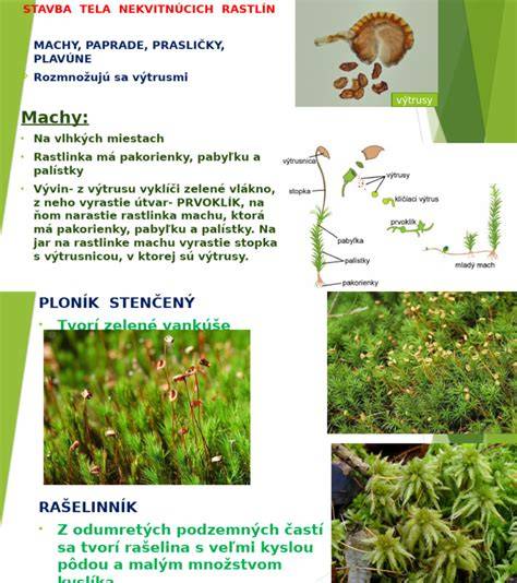 Infografika: Vzorová stavba tela nemeckej dogy, hlavné farebné varianty a štrukturálne znaky