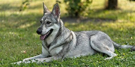 Obrázok znázorňujúci Saarlooswolfhond - tlmočenie vlčieho vzhľadu a útvaru tela
