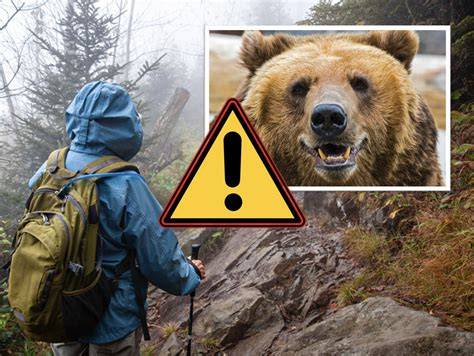 Infografika znázorňujúca rady pri stretnutí s medveďom: významné signály, čo robiť a čo nerobiť
