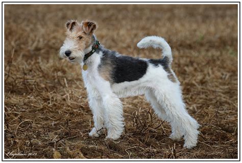 Ilustračná fotografia foxteriéra hladkosrstého vo výstavnom postoji