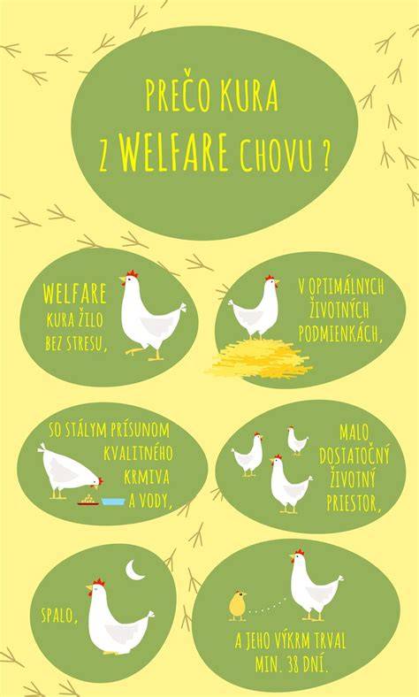 Infografika: chov perličiek - výnosy vajec a mäsa