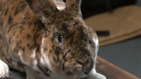 Ilustračná fotografia zakrpateného rex králika