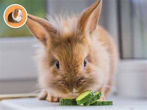 Infografika o vhodnej potrave pre zakrslého králika