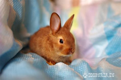 Tabuľka porovnania hmotností rôznych plemien zakrslých králikov