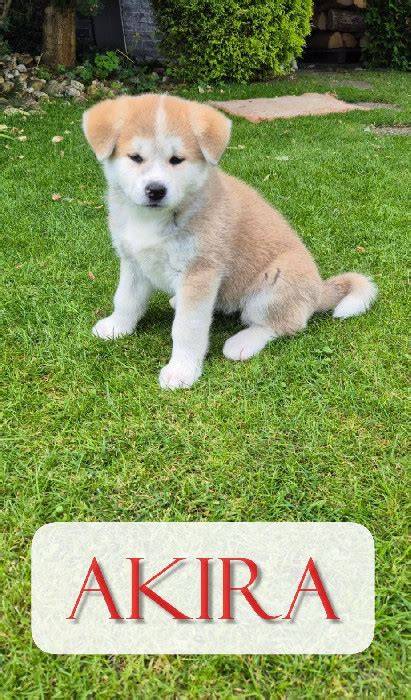 Ilustratívna infografika porovnania plemien Akita Inu a ich alternatív