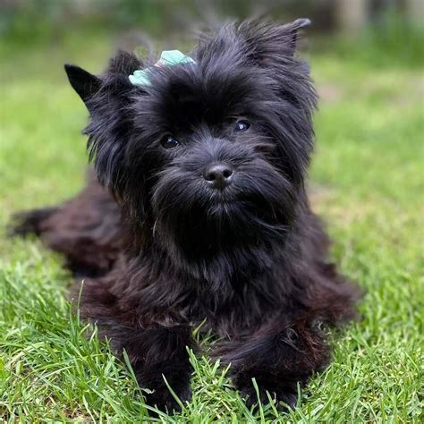 Fotografia: Black Yorkshire Terrier