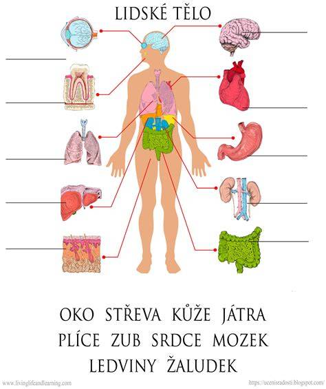 Grafika zobrazujúca anatomické časti srsťi samojeda a jeho typický „hrivovitý“ golier