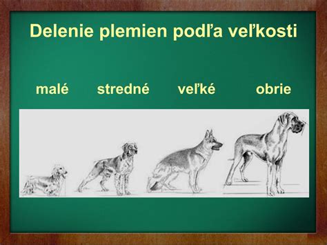 Graf ukazujúci rozloženie plemien podľa veľkosti a farebnosti srsti