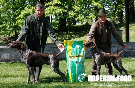 Šteňa nemeckého krátkosrstého stavača pri hre