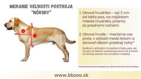 Obrázok: meranie psa na správnu veľkosť pelechu