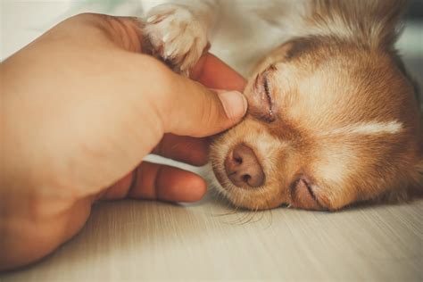 Pes s viditeľným začervenaním a opuchom medzi prstami.