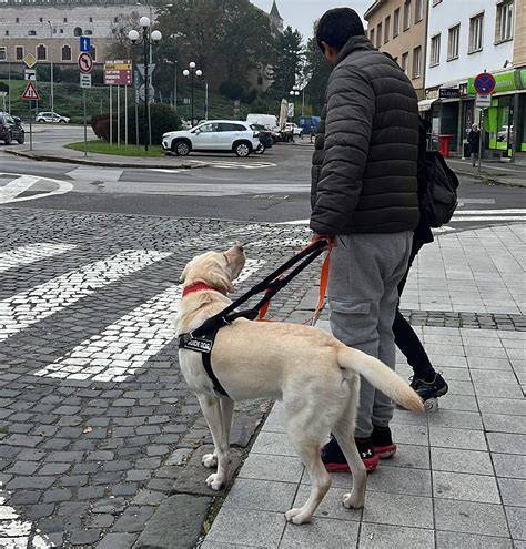 Detekčný pes pri práci - hľadanie podľa pachov