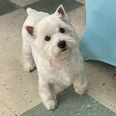 West highland white terrier počas veterinárneho vyšetrenia kože