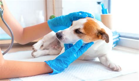 Pes pri kontrole srsti