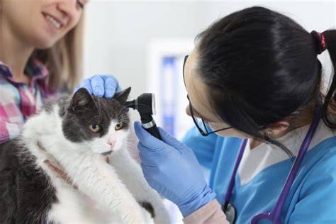 Veterinár kontroluje psovi uši na príznaky zápalu