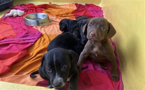 Štatistiky adopcií psov z útulkov