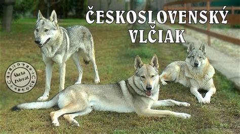 Československý vlčiak počas aktivity