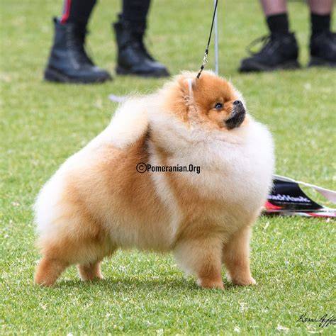 Fotografia pomeraniana s bohatou srsťou