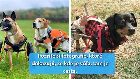 Fotografie psíkov a ich adopčného procesu