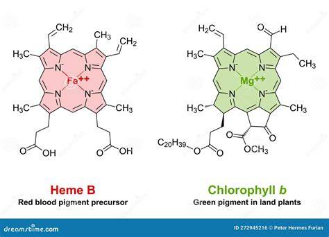 Infografika: Chlorofyl a jeho podobnosť so železom v hemoglobíne