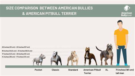 Infografika: XXL pitbull - črty exteriéru, výšky, vzrast a plemenárske označenia