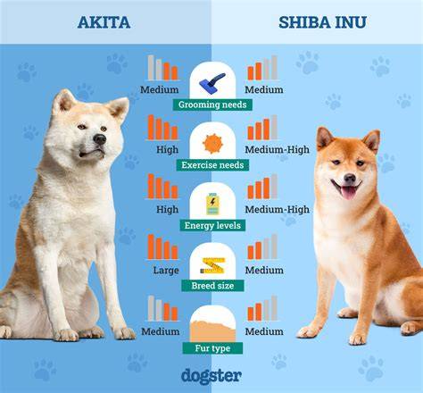 Obrázok porovnania veľkosti Akita Inu a Shiba Inu a ich typické pózy