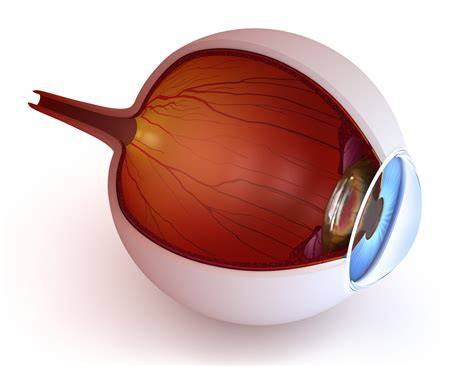 Infografika o anatomii oka psa a štádiách šedého zákalu