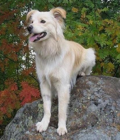 Pes plemena Pyrenejský ovčiak v horskej krajine