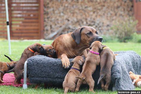 Graf: vekové štádiá ridgebacka a trvanie dospelosti