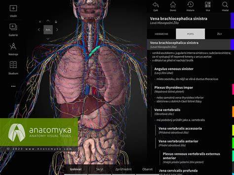 Screenshot: Anatomický nákres končatin a hrudníka