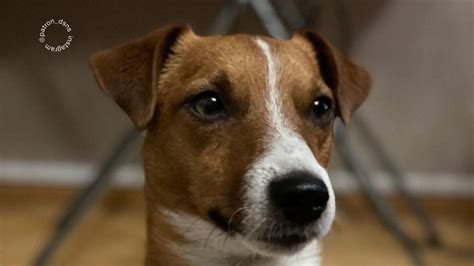 Pes s krásnou srsťou