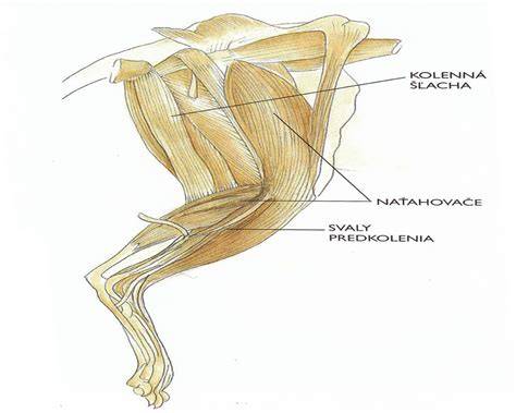Opuch zadnej končatiny - ilustratívna schéma anatomických oblastí panvovej končatiny