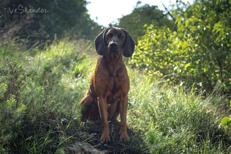 Bavorský farbiar v teréne