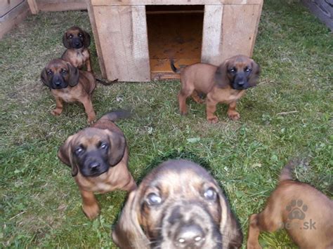 Šteňa bavorského farbiara