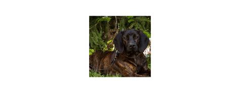 Výcvik bavorského farbiara