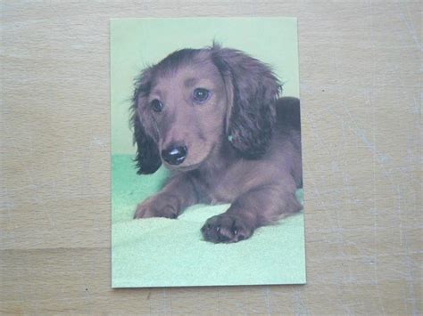 Pes s čistou a upravenou srsťou