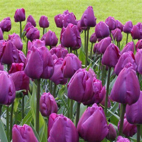 Fialový tulipán symbolizuje bohatstvo a pôvab