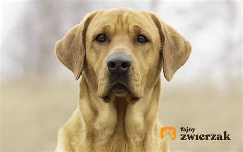 Vzhľad a charakter labradora